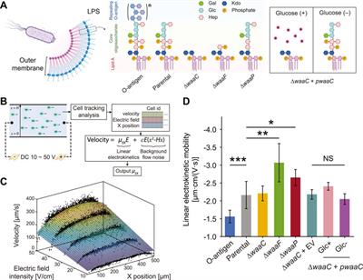 Leveraging microfluidic dielectrophoresis to distinguish compositional variations of lipopolysaccharide in E. coli